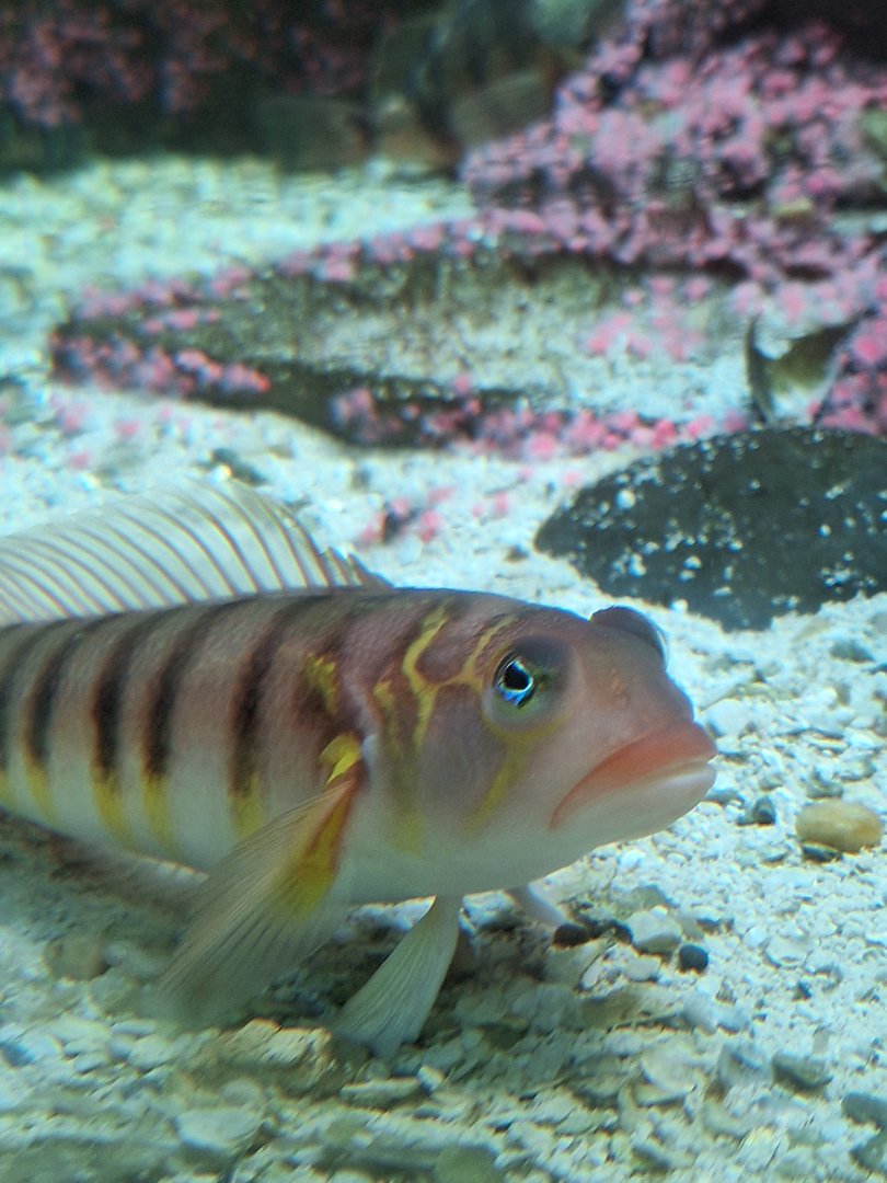 Golden Grubby (Parapercis multifasciata)
