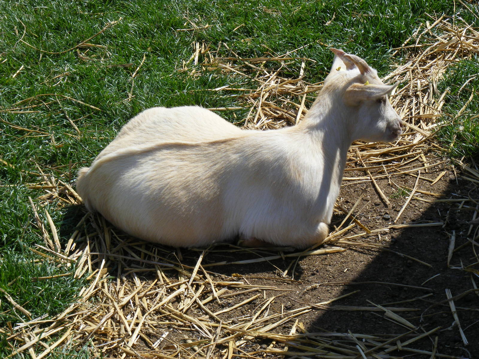 Golden Guernsey goat at Birdworld, 20 June 2010