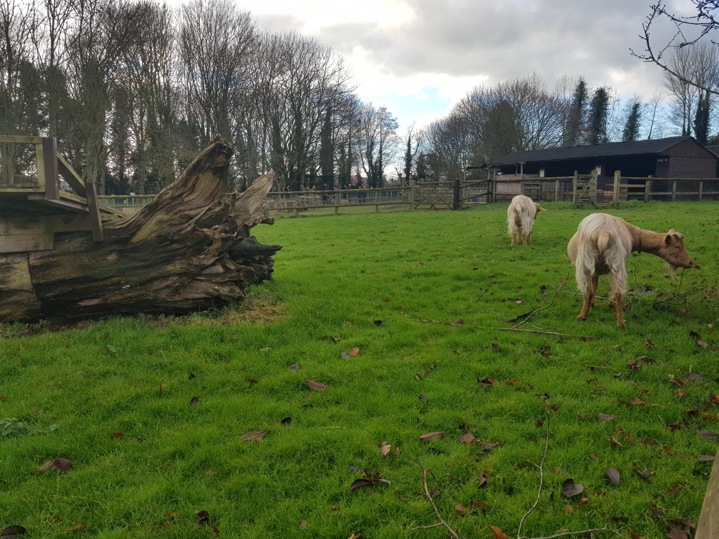 Golden Guernsey Goat Enclosure