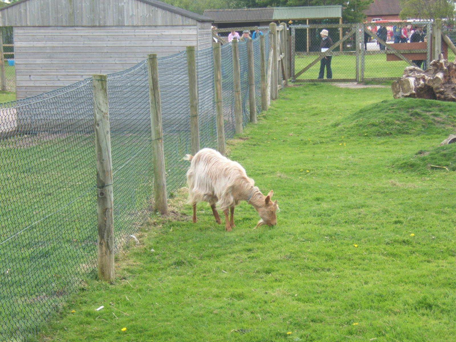 Golden Guernsey Goat