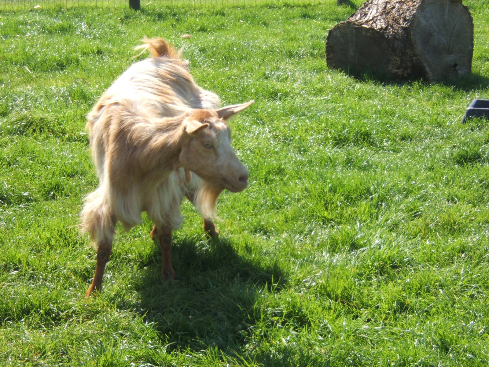 Golden Guernsey Goat