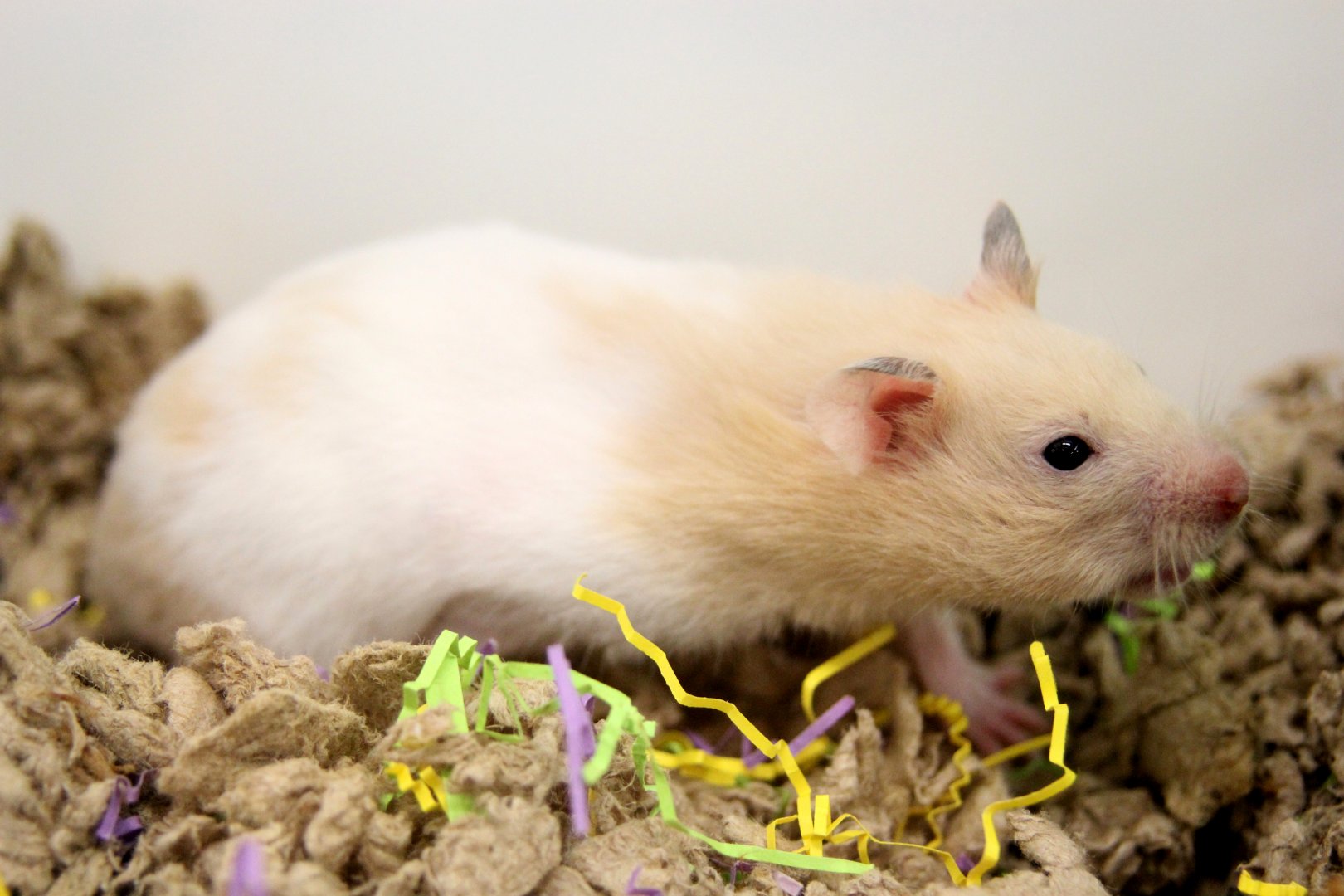 Golden hamster (Mesocricetus auratus)