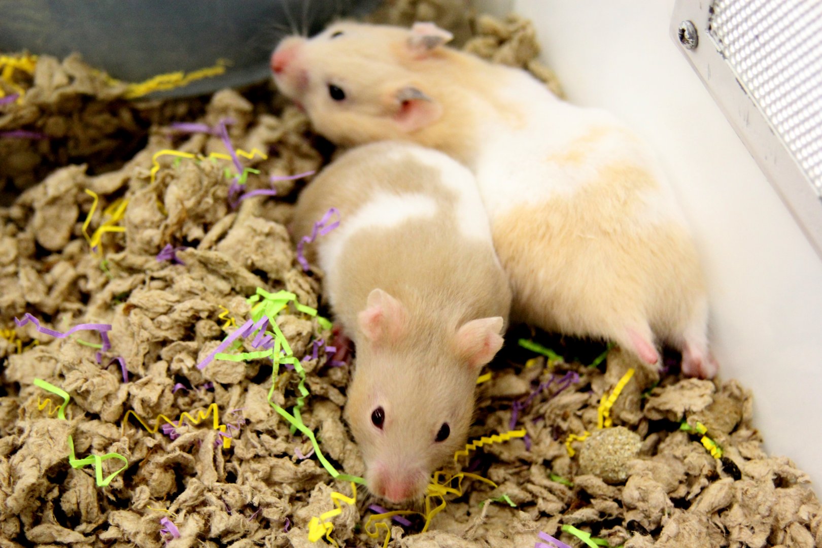 Golden hamster (Mesocricetus auratus)