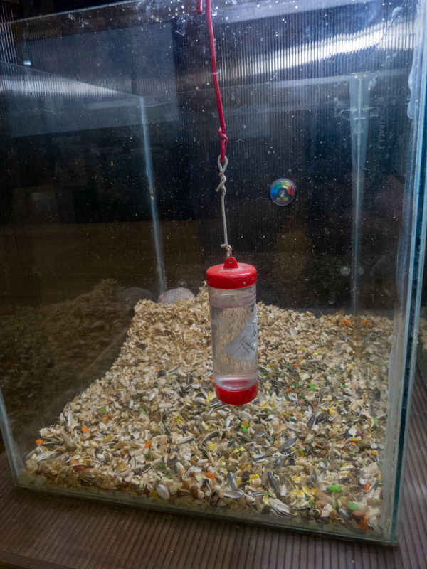 Golden hamster / Mesocricetus auratus