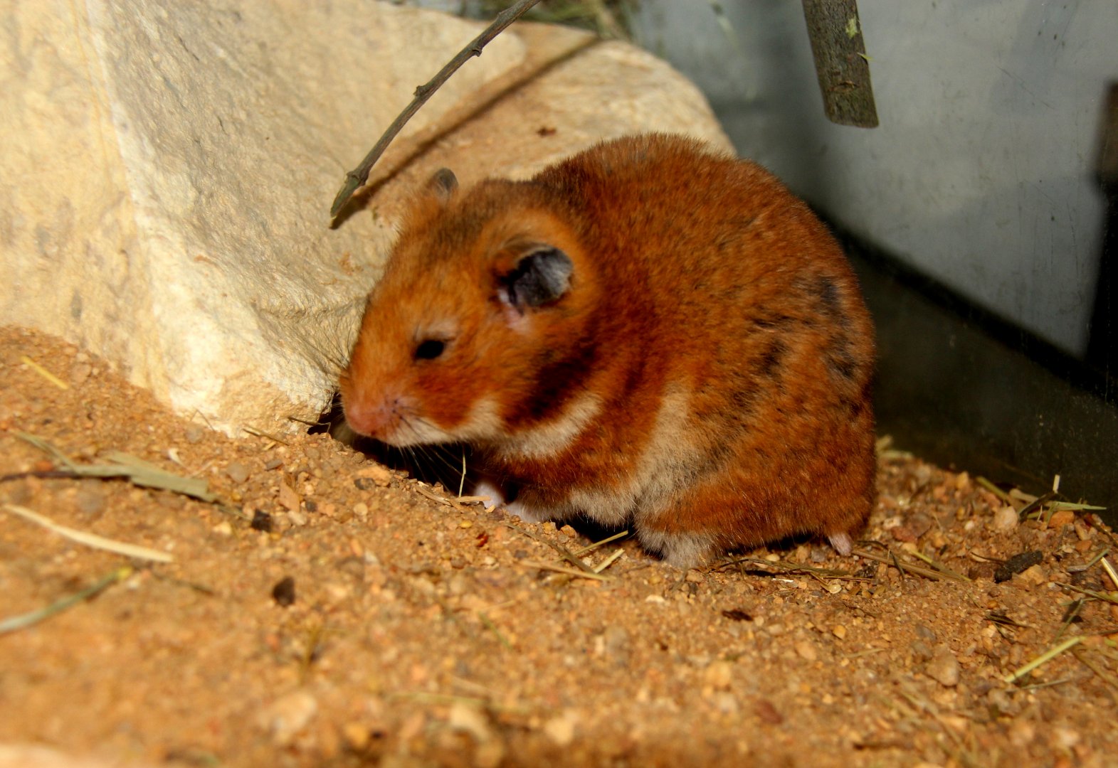 golden hamster or Syrian hamster (Mesocricetus auratus)