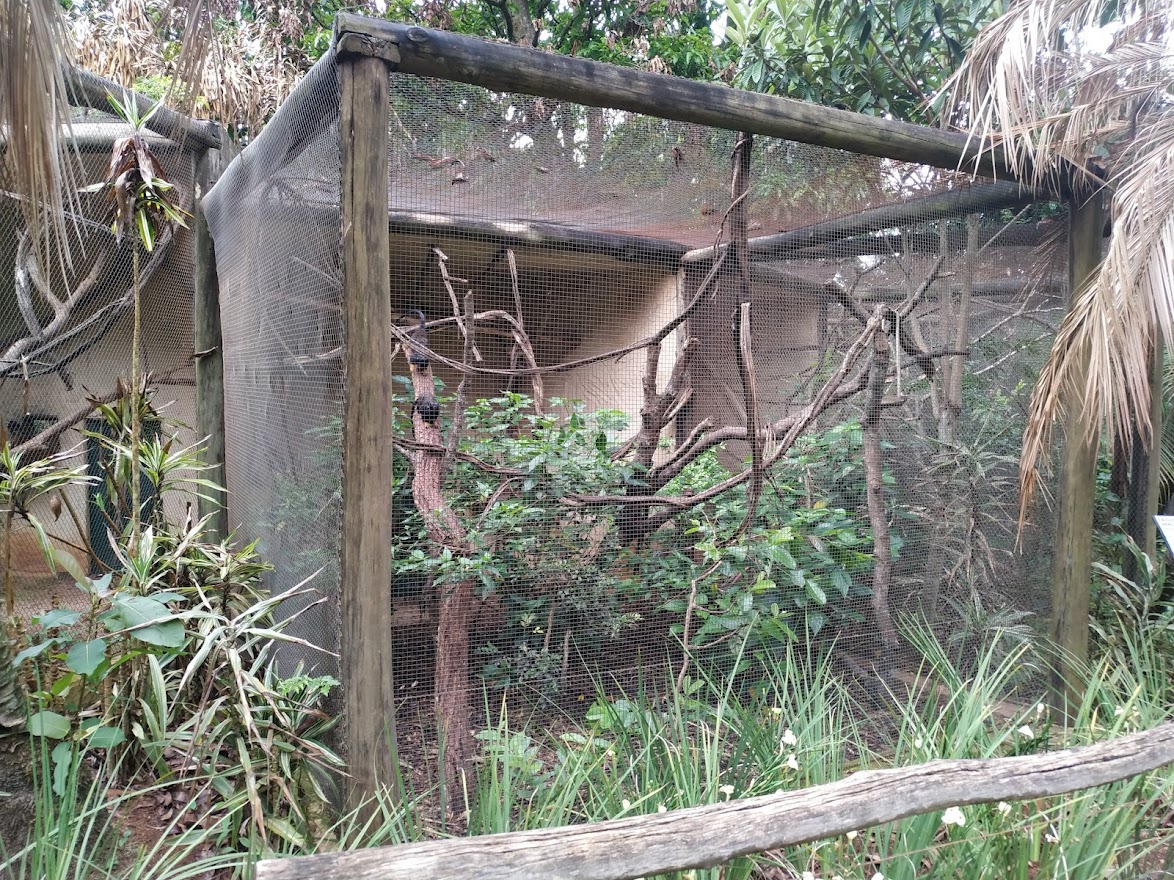 Golden-Handed Tamarin Enclosure