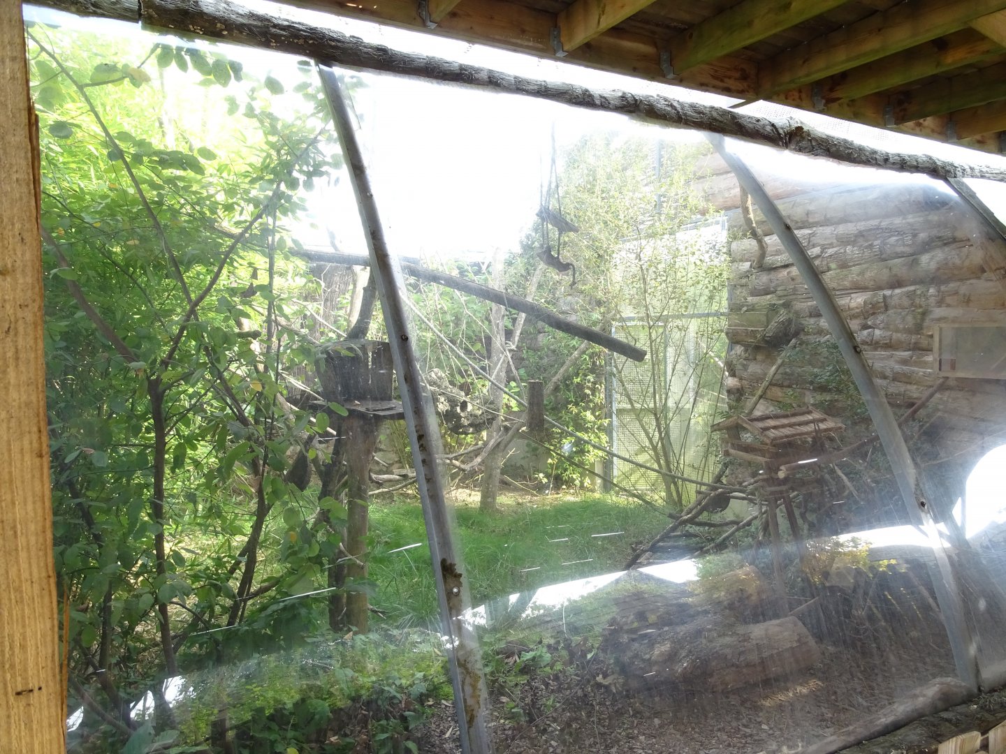 golden-handed tamarin exhibit