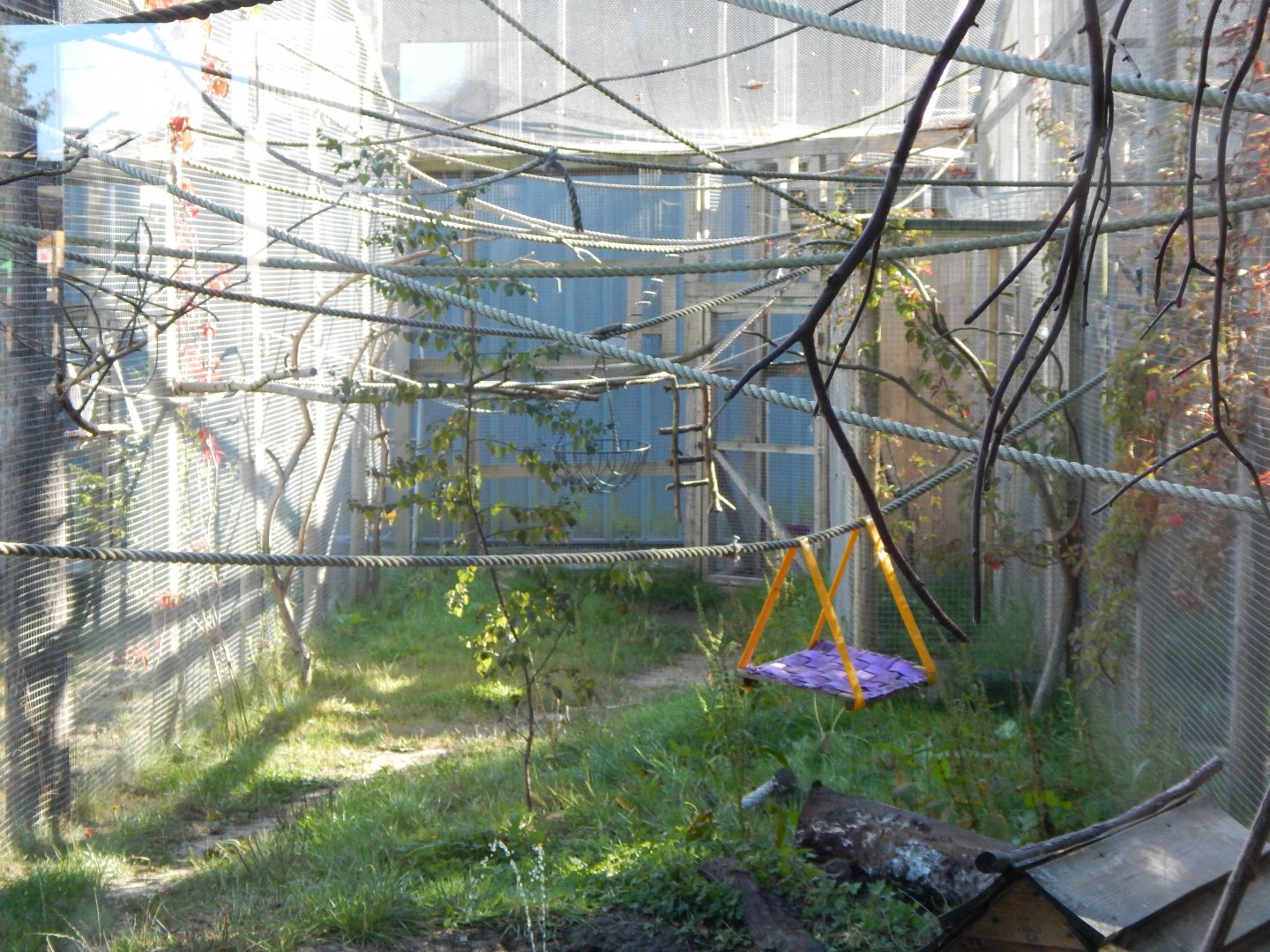 Golden-handed tamarin habitat 030964