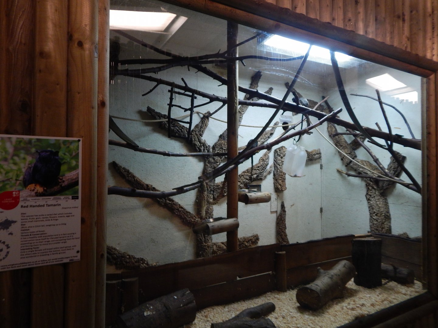 Golden-handed tamarin indoors habitat 030964