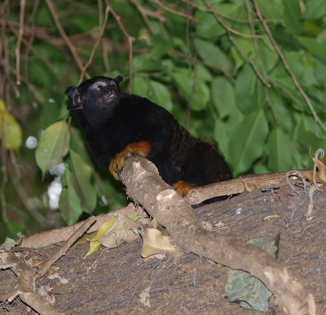 Golden-handed tamarin (Saguinus midas), 2014-10-19