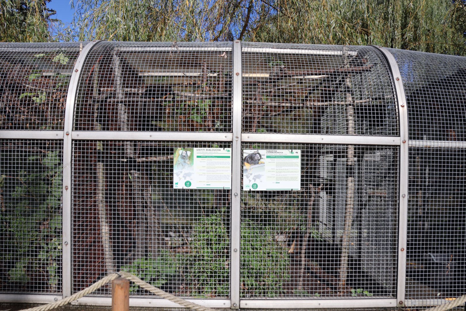 Golden-handed tamarin (Saguinus midas) and Common Marmoset (Callithrix jacchus)