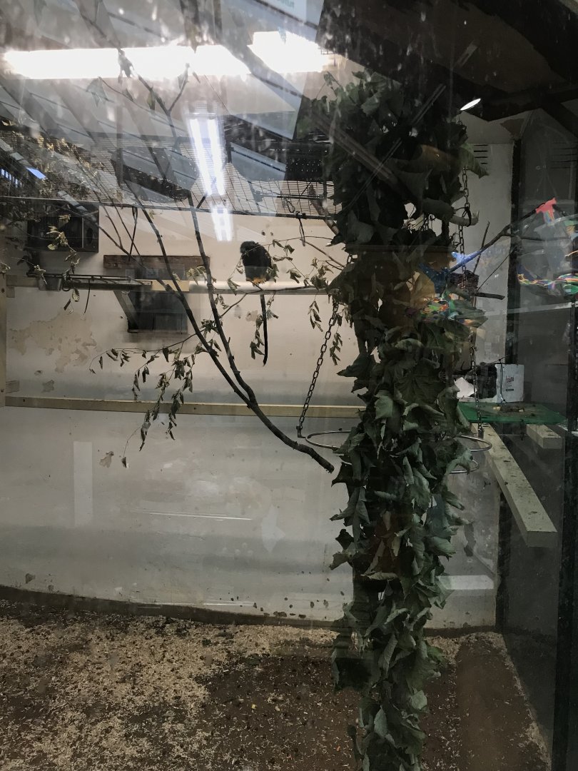 Golden Handed Tamarin (Saguinus midas) backstage (6/23/25)