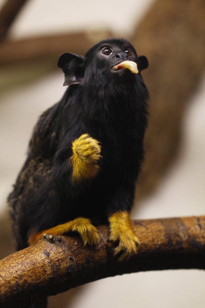 Golden-handed tamarin (Saguinus midas)