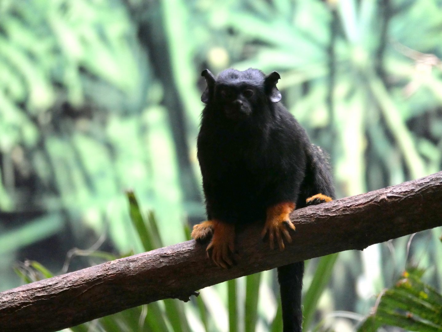 Golden-handed tamarin (Saguinus midas
