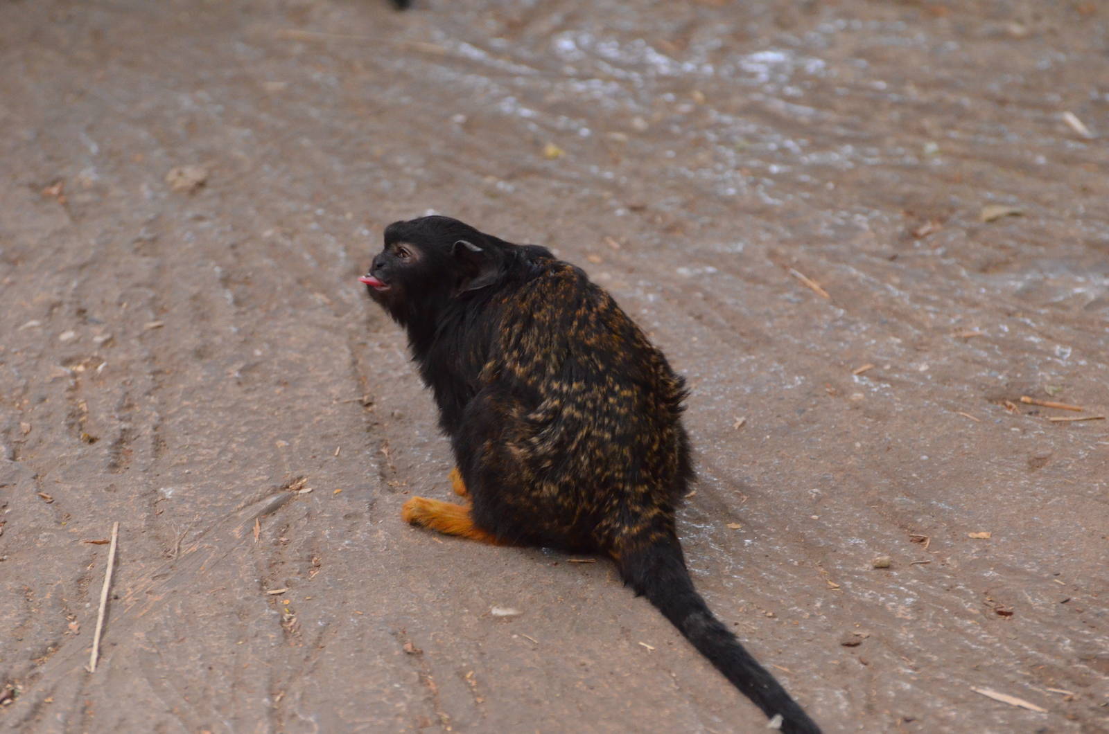 Golden-handed tamarin