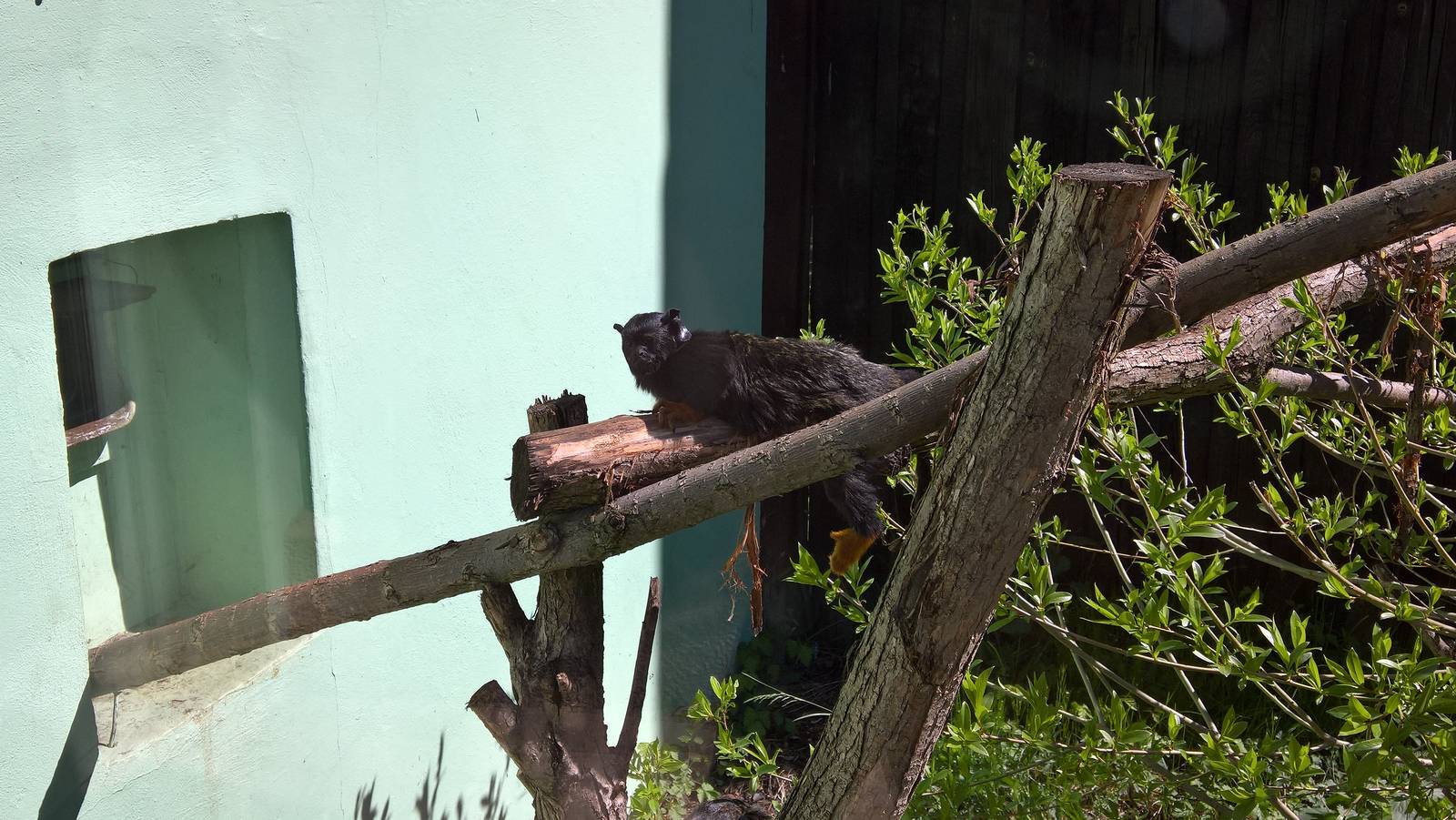Golden-handed tamarin