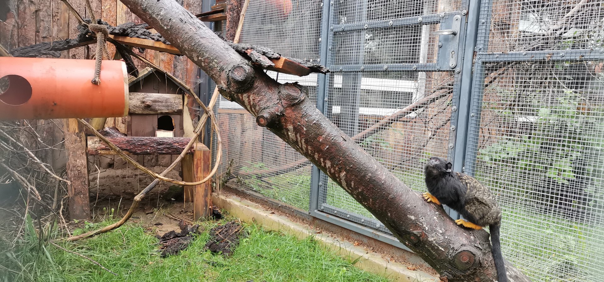 Golden-handed Tamarin