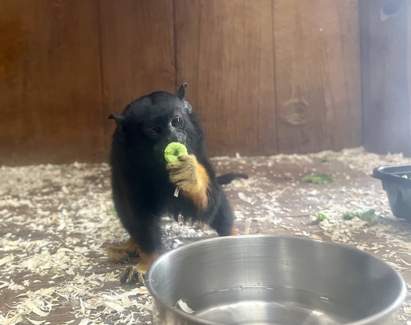 Golden-Handed Tamarin