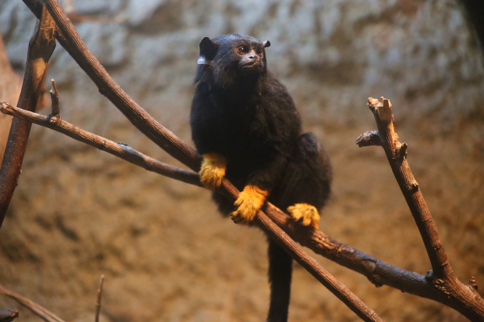 Golden-handed Tamarin