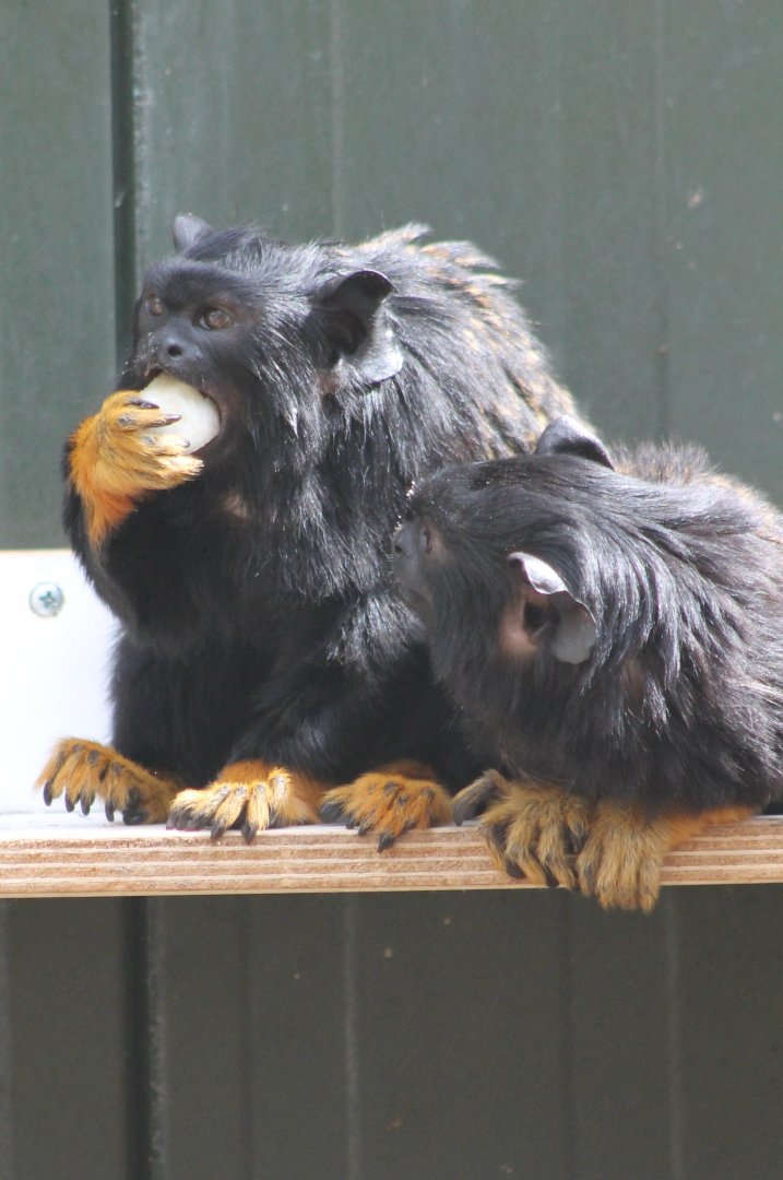 Golden-handed tamarins