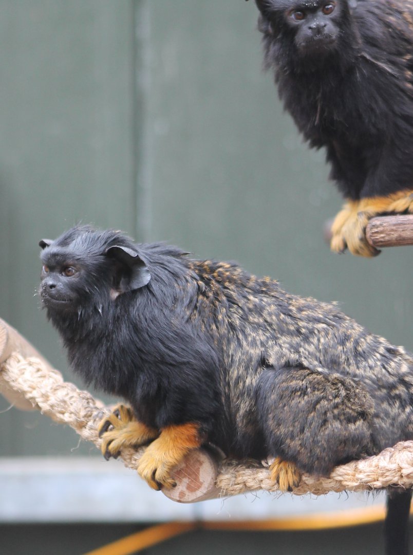 Golden-handed tamarins