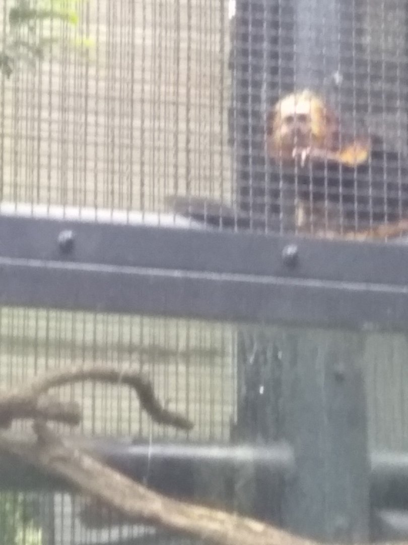 Golden-head lion tamarin