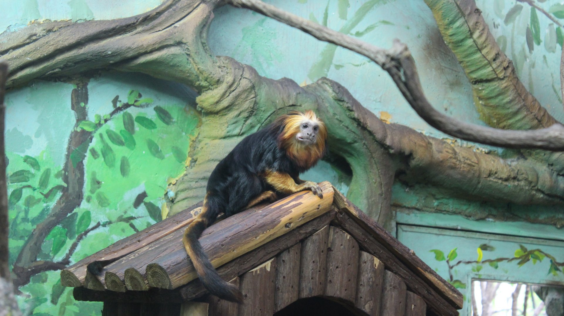 Golden-head lion tamarin