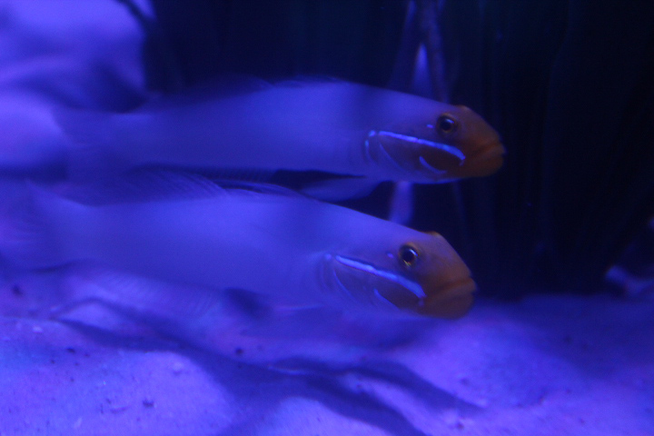 Golden-head sleeper goby (Valenciennea strigata)