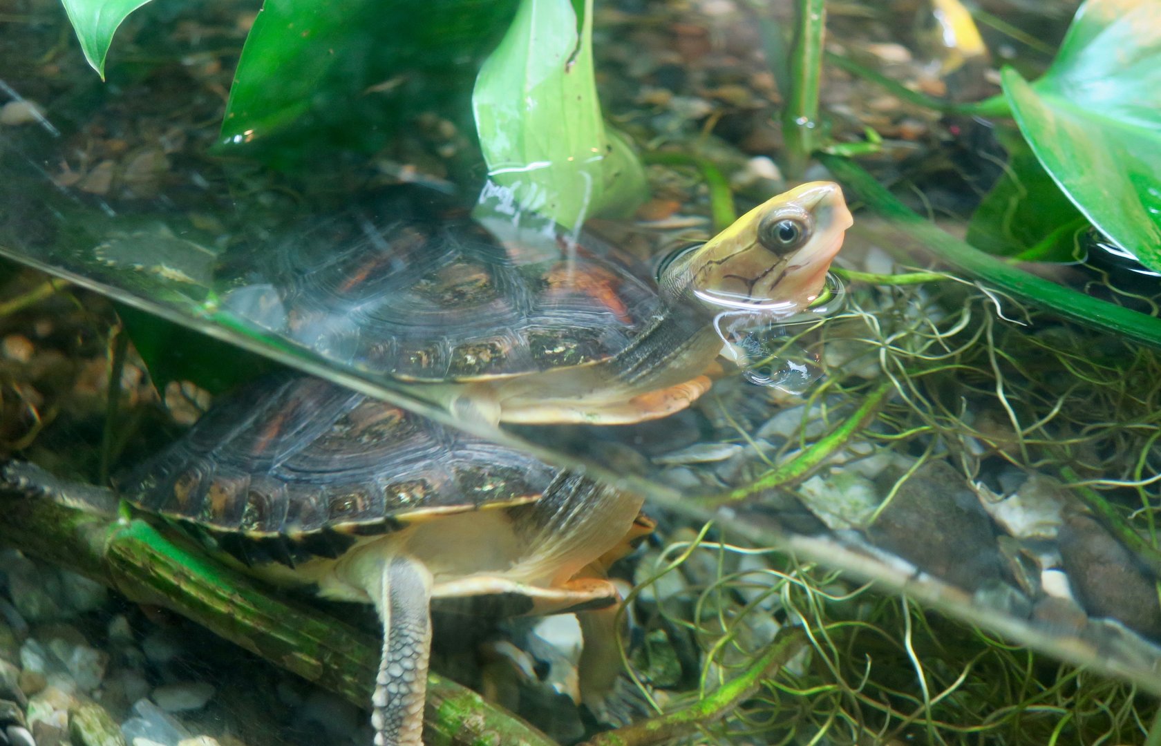 Golden-Headed Box Turtle (Cuora aurocapitata)