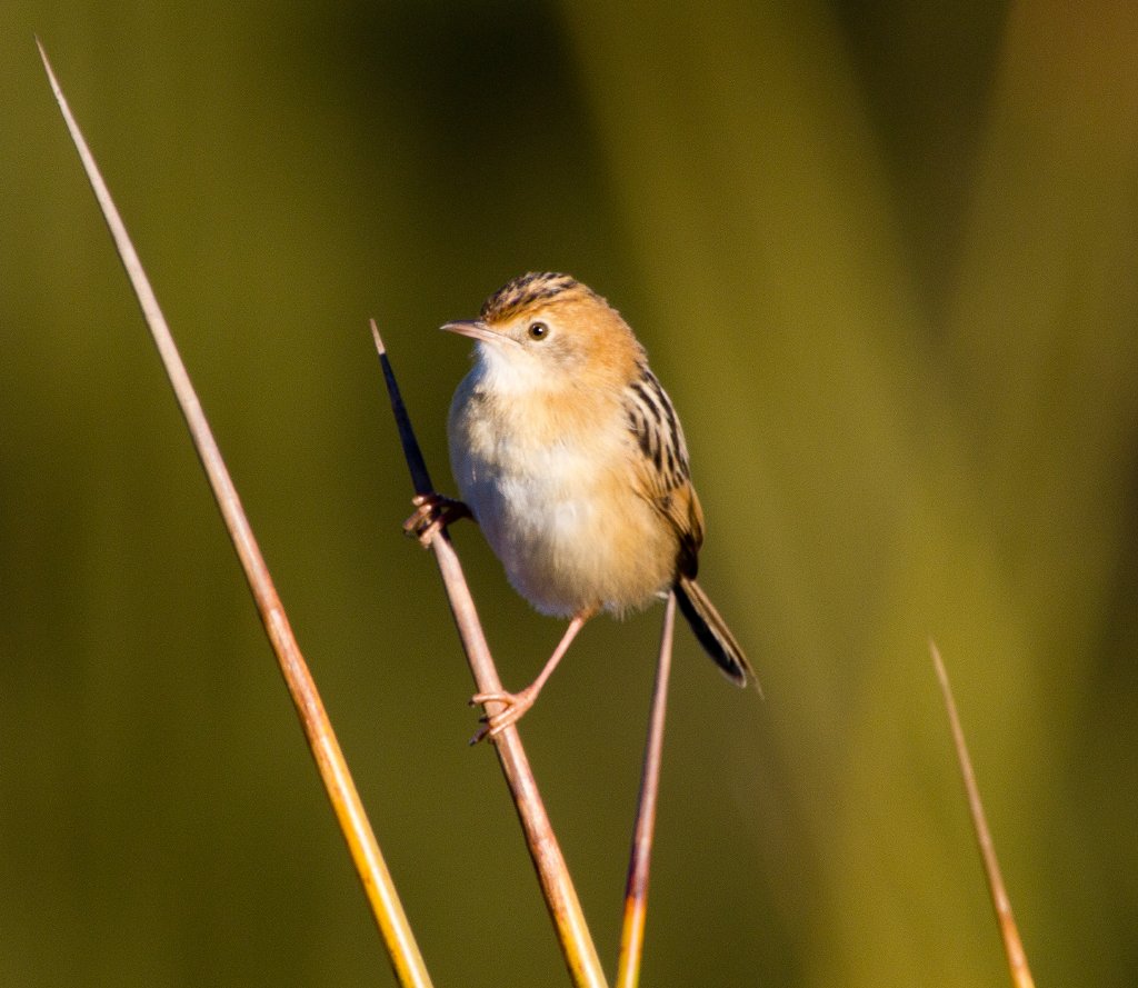Golden-headed Cisticola (Cisticola exilis)