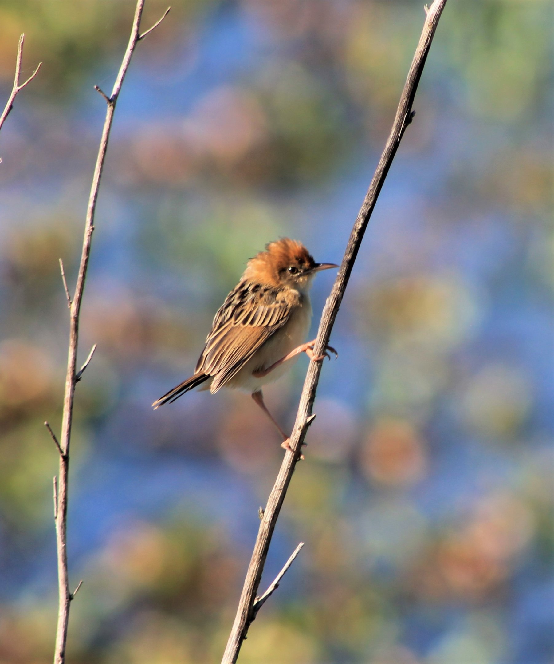 Golden-headed Cisticola (Cisticola exilis)