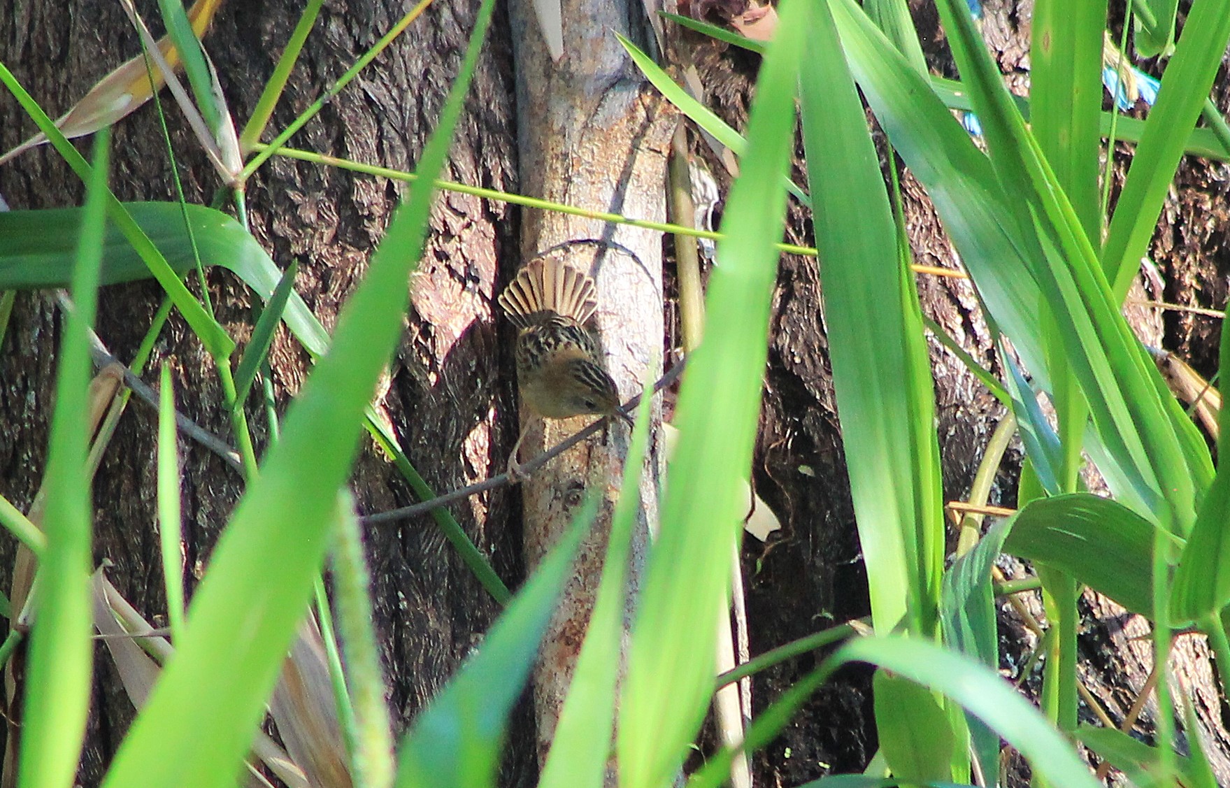 Golden-headed Cisticola (Cisticola exilis)