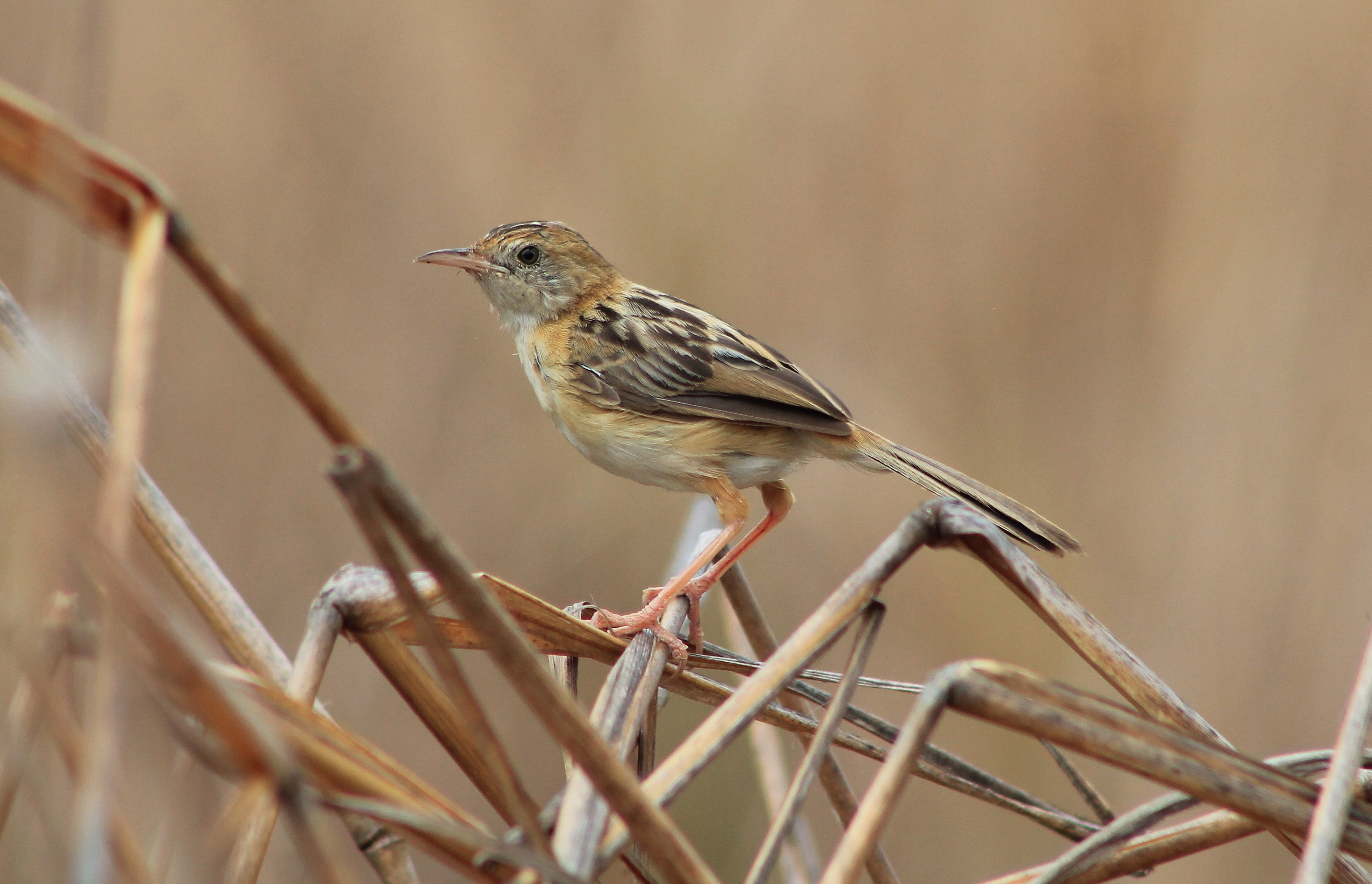 Golden-headed Cisticola (Cisticola exilis)