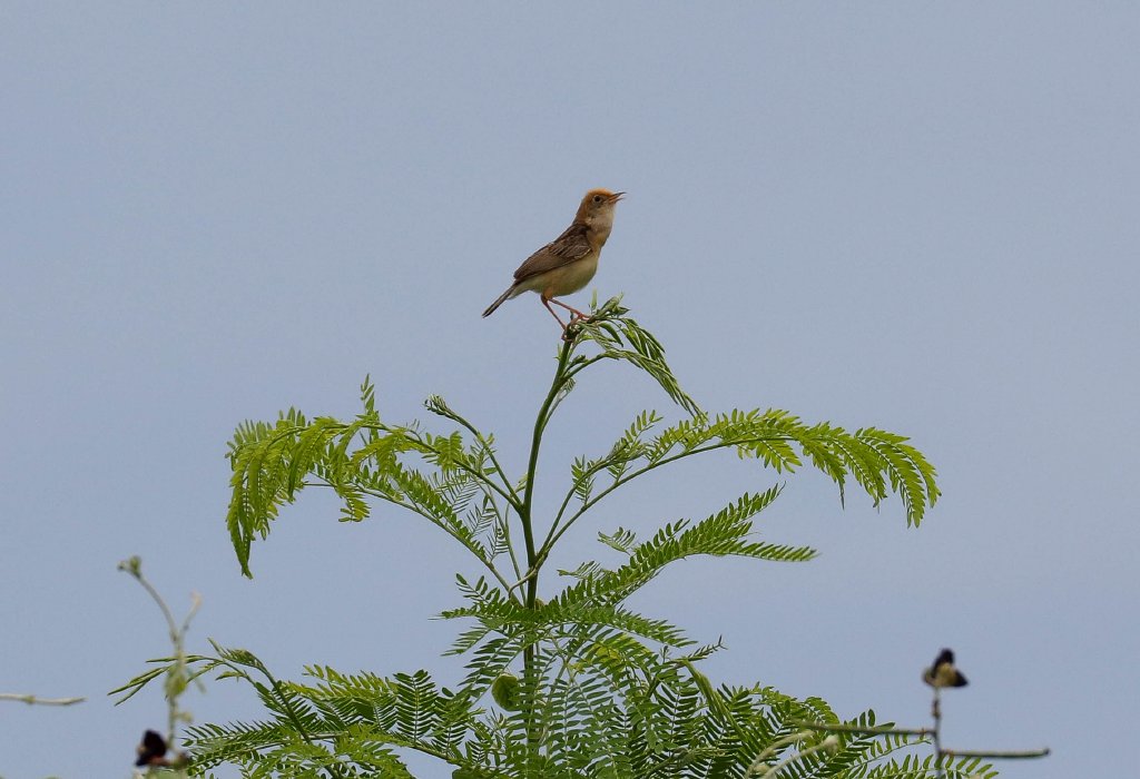 Golden-headed Cisticola