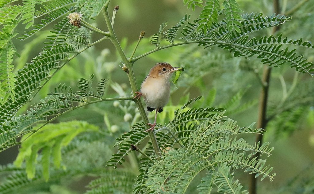 Golden-headed Cisticola