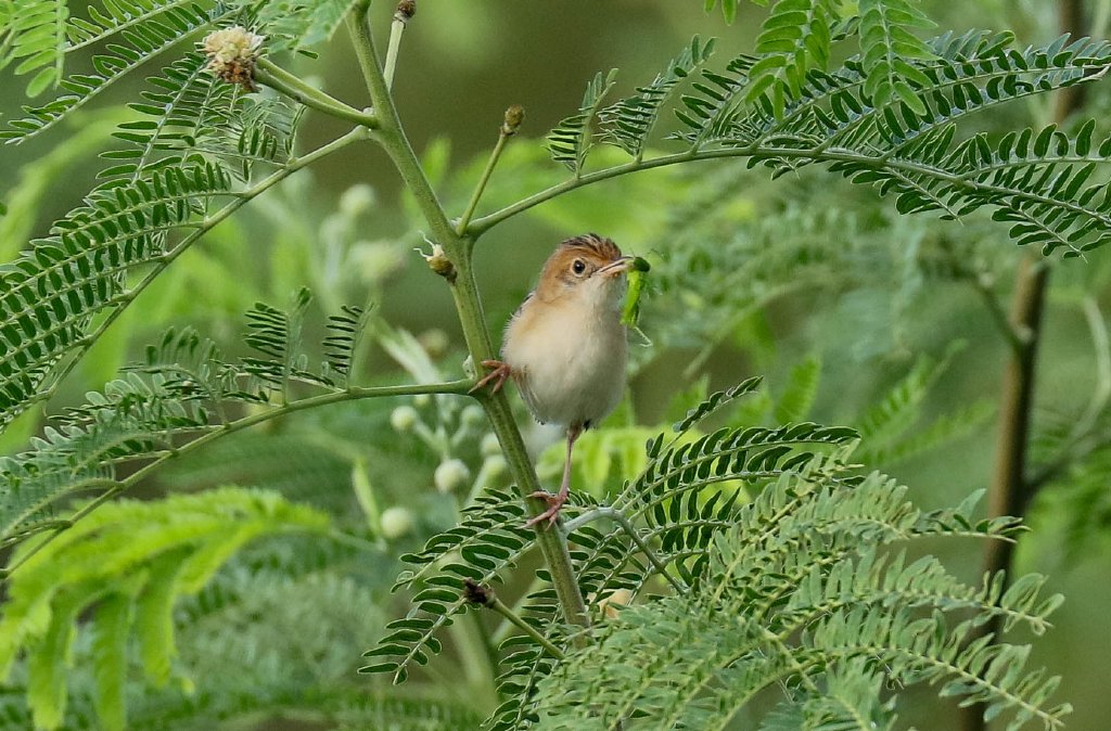 Golden-headed Cisticola
