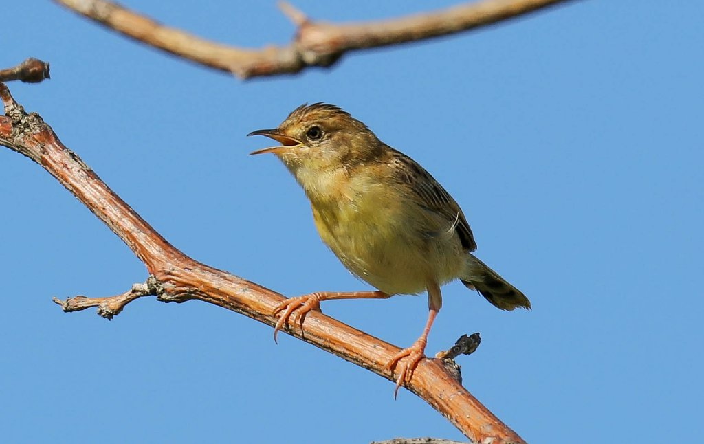 Golden-headed Cisticola