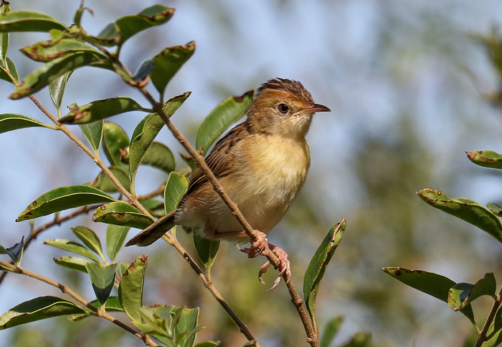 Golden-headed Cisticola