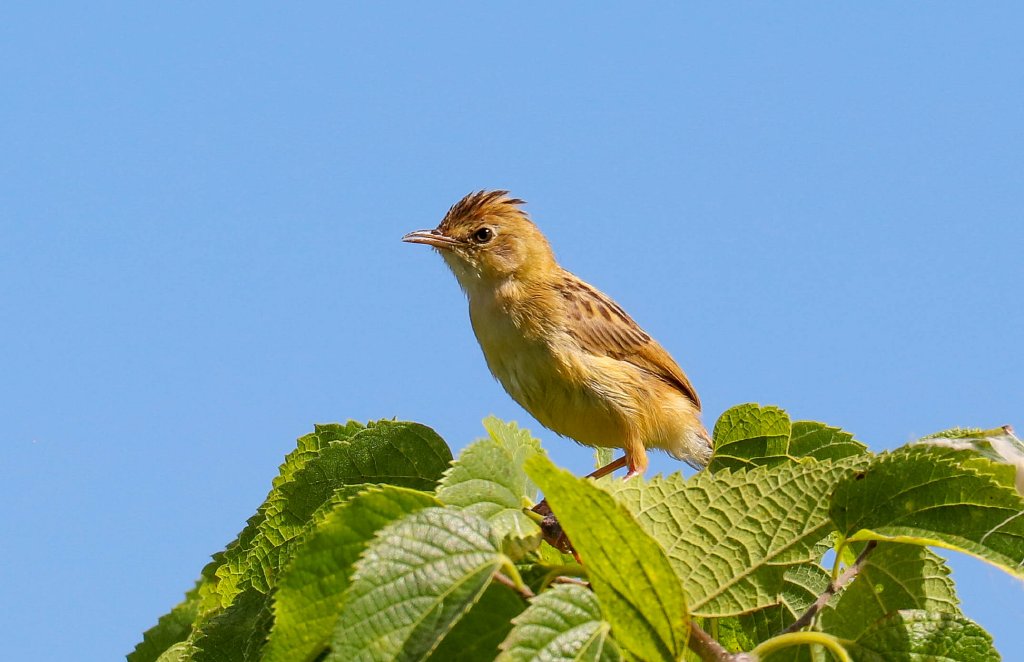 Golden-headed Cisticola