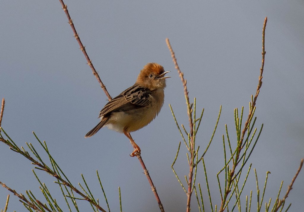 Golden-headed Cisticola
