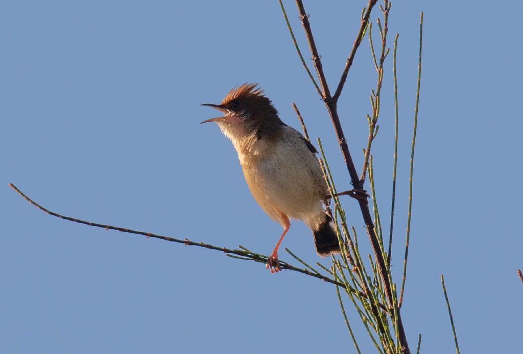 Golden-headed Cisticola