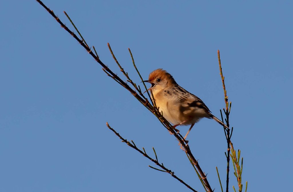 Golden-headed Cisticola