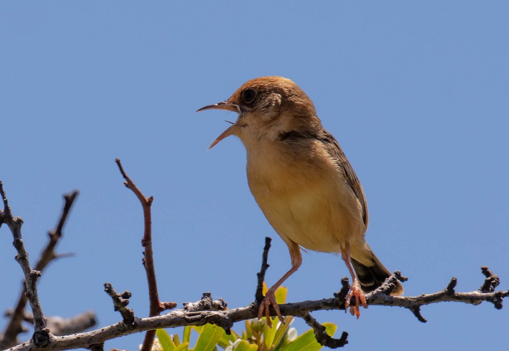 Golden-headed Cisticola