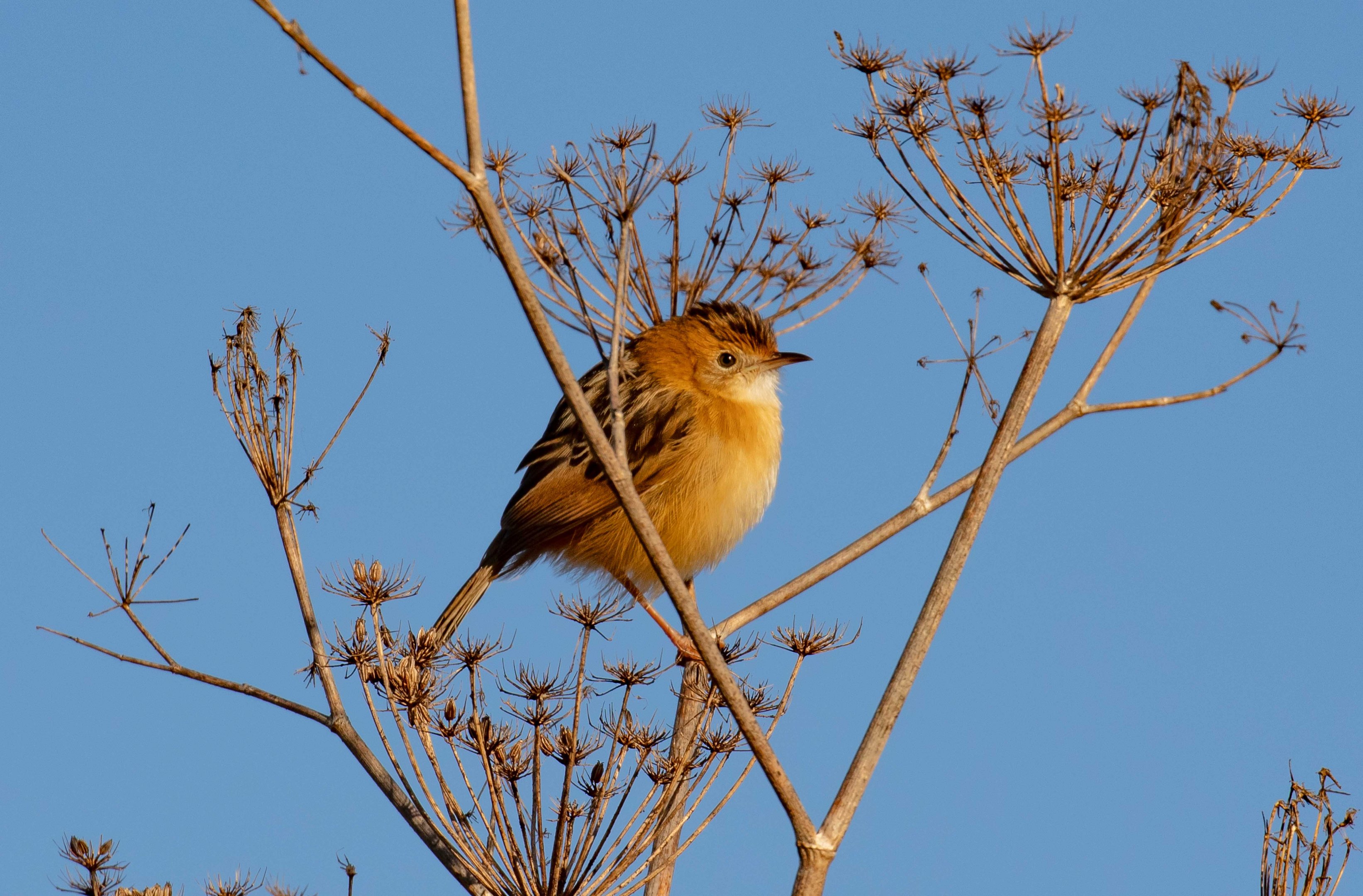 Golden-headed Cisticola