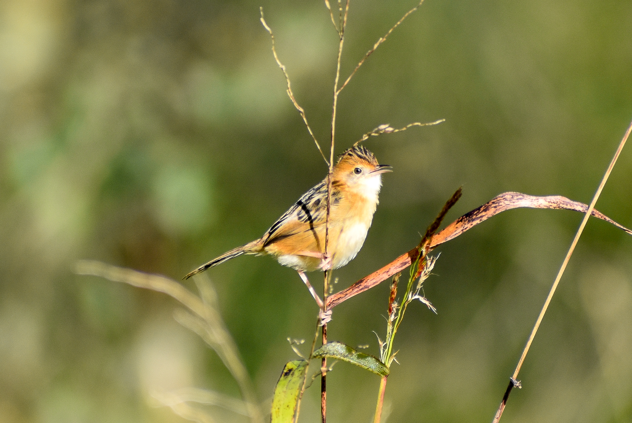 Golden-headed Cisticola