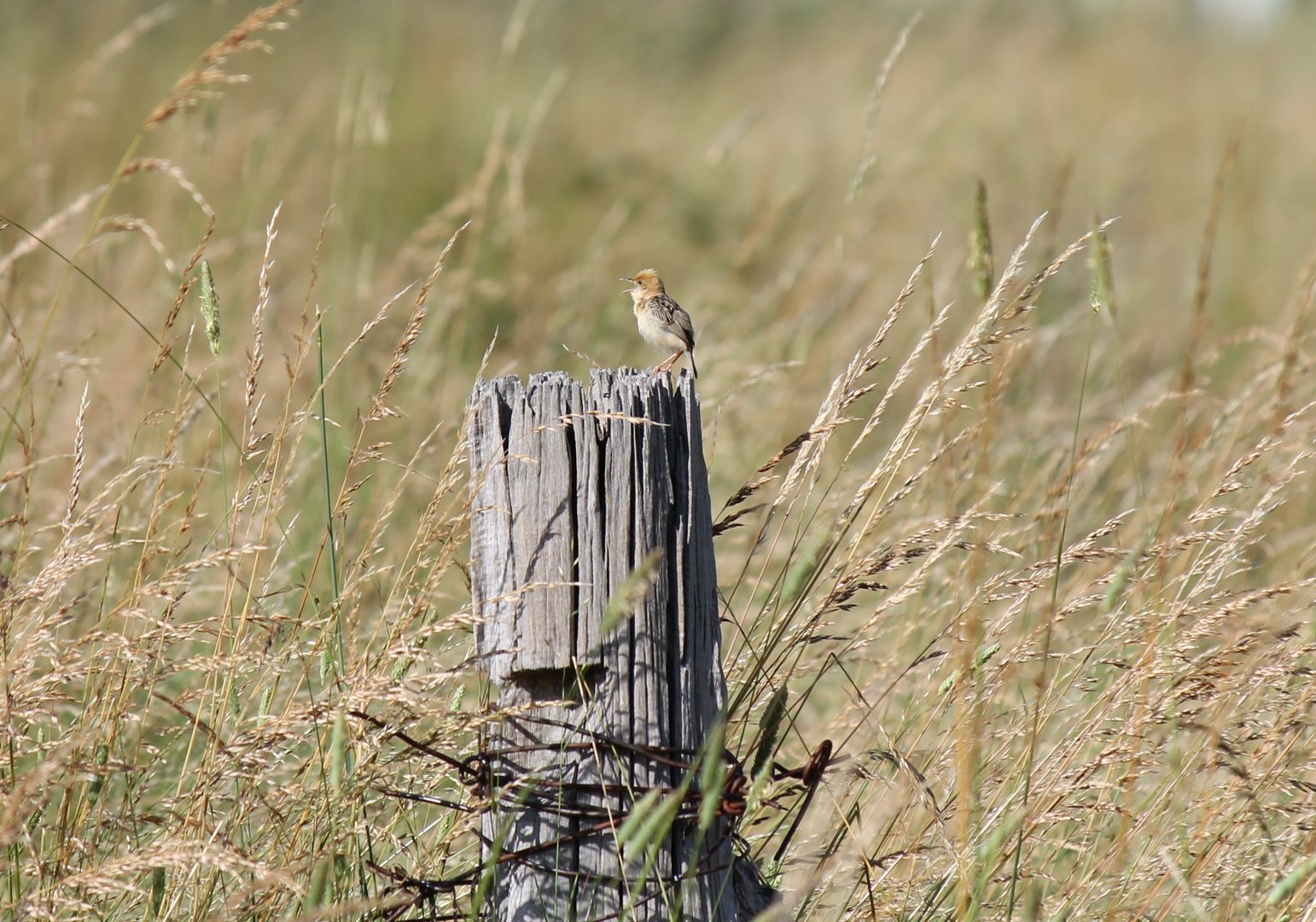 Golden-headed Cisticola