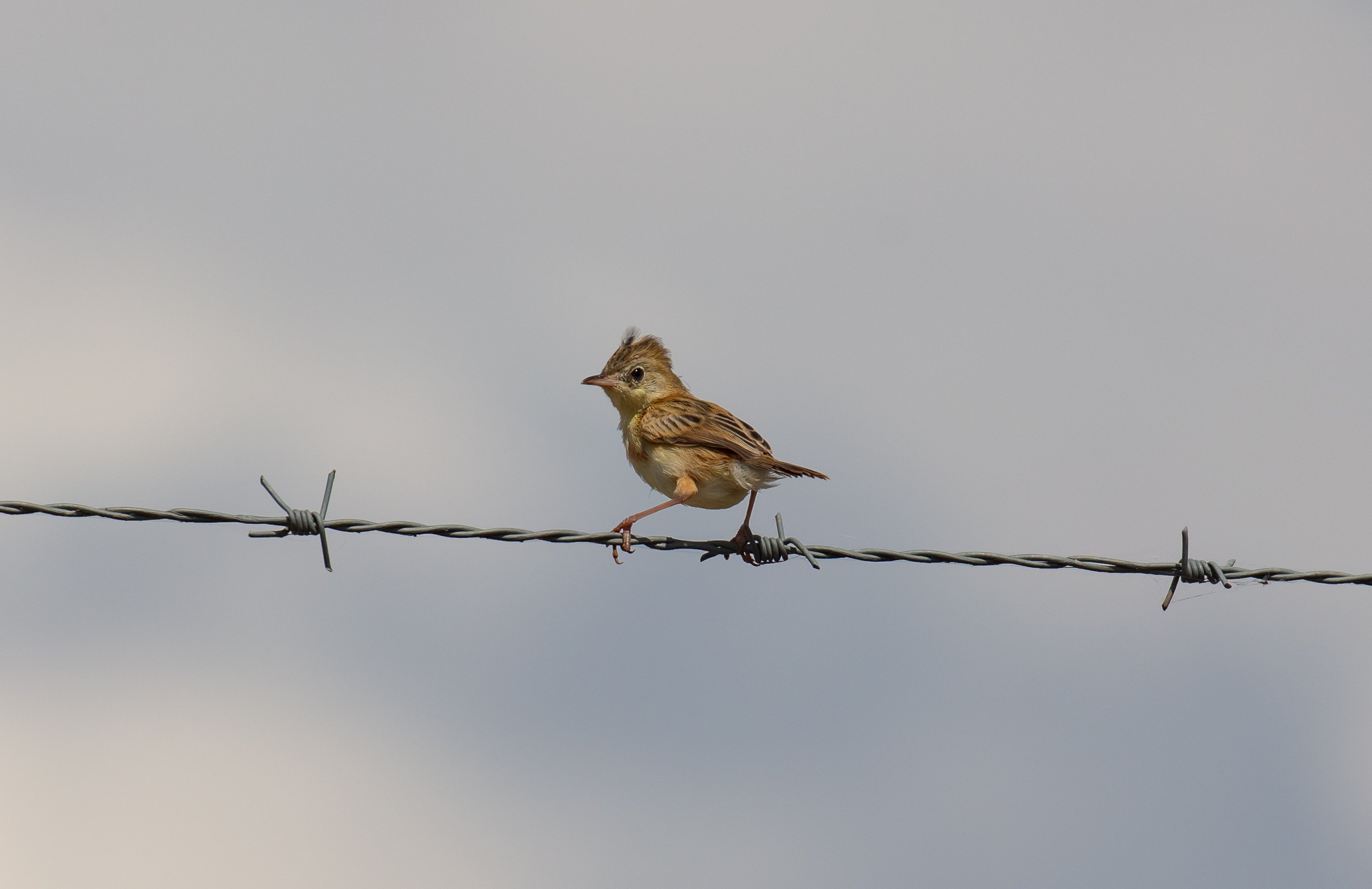 Golden-headed Cisticola