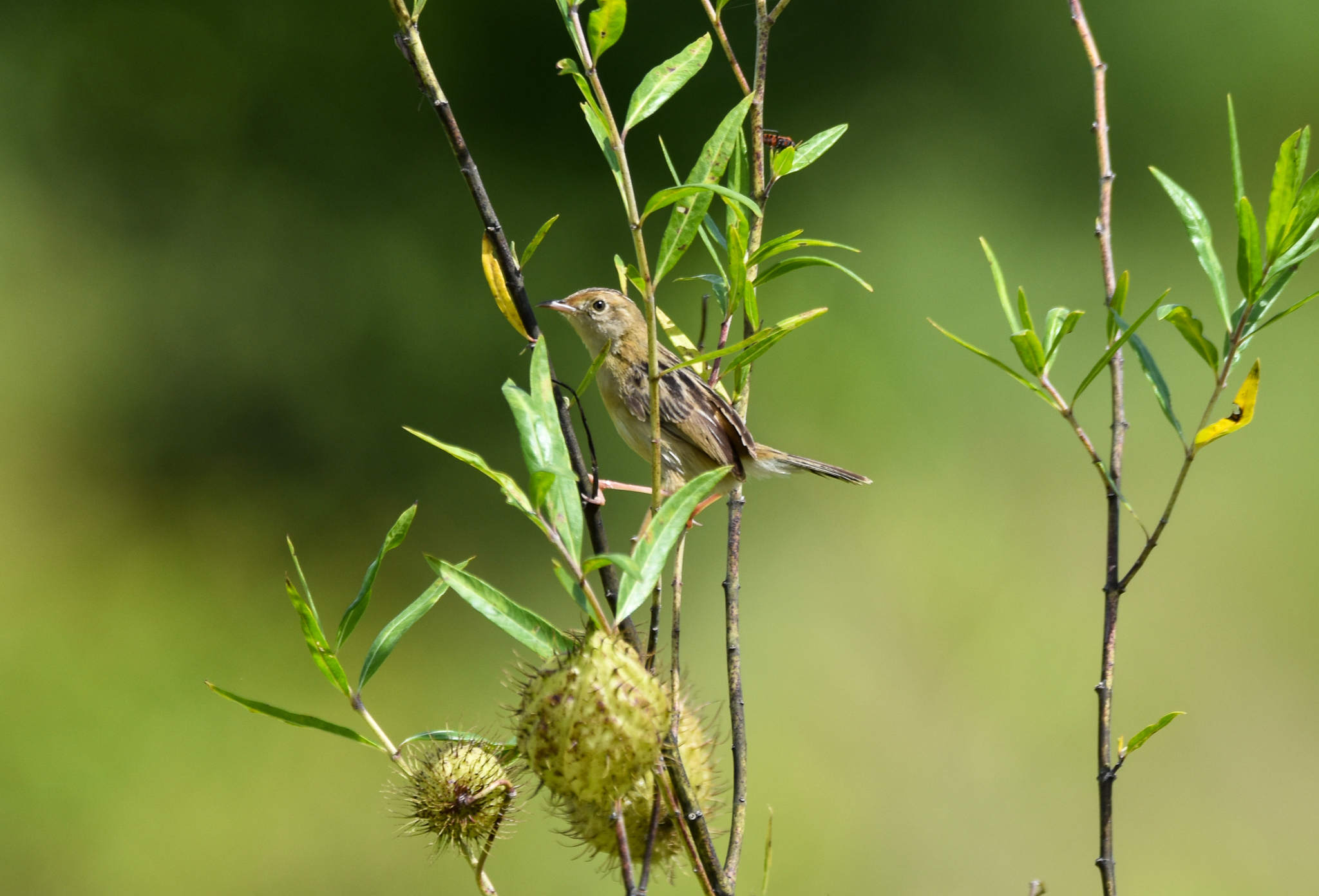 Golden-headed Cisticola