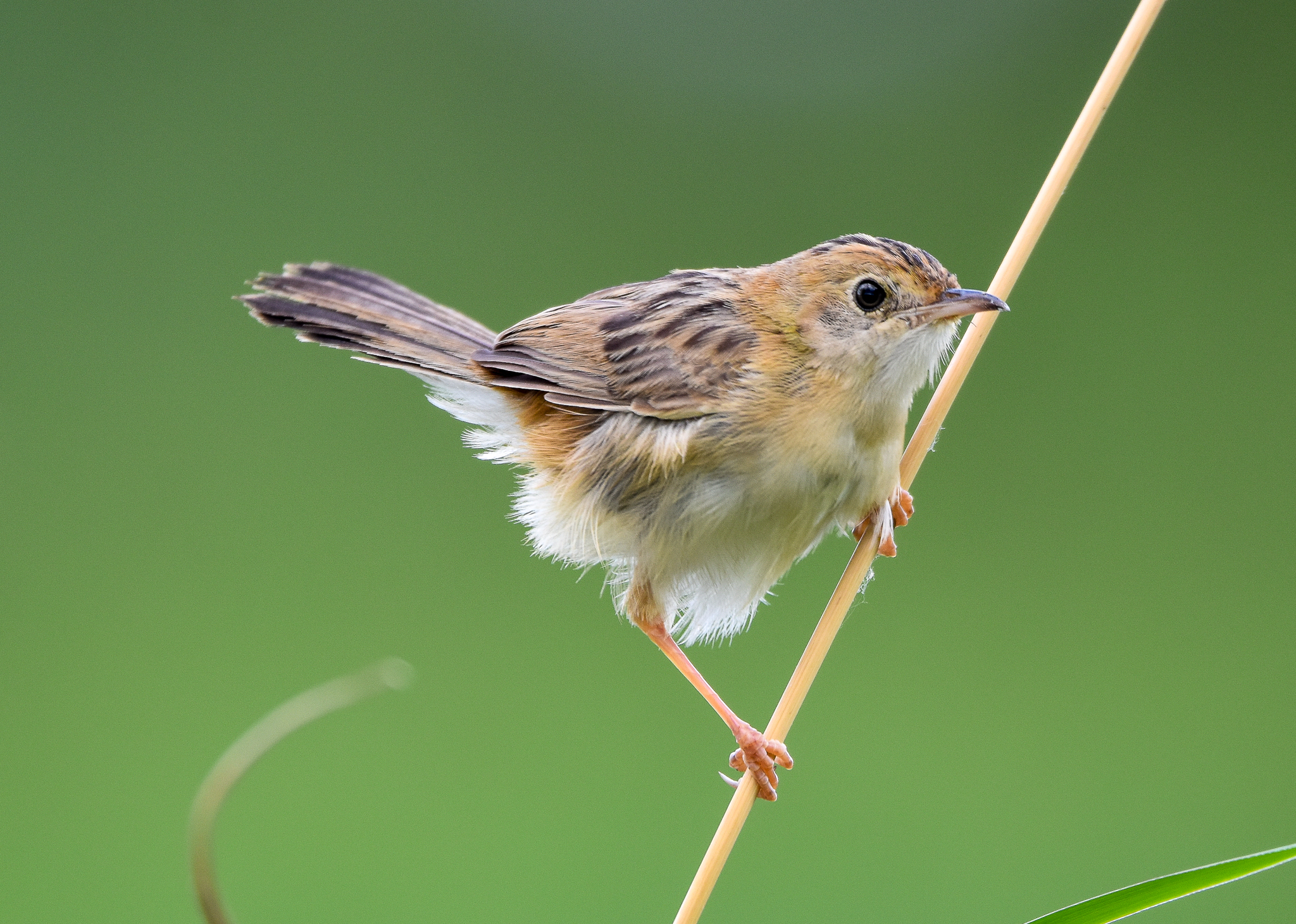 Golden-headed Cisticola