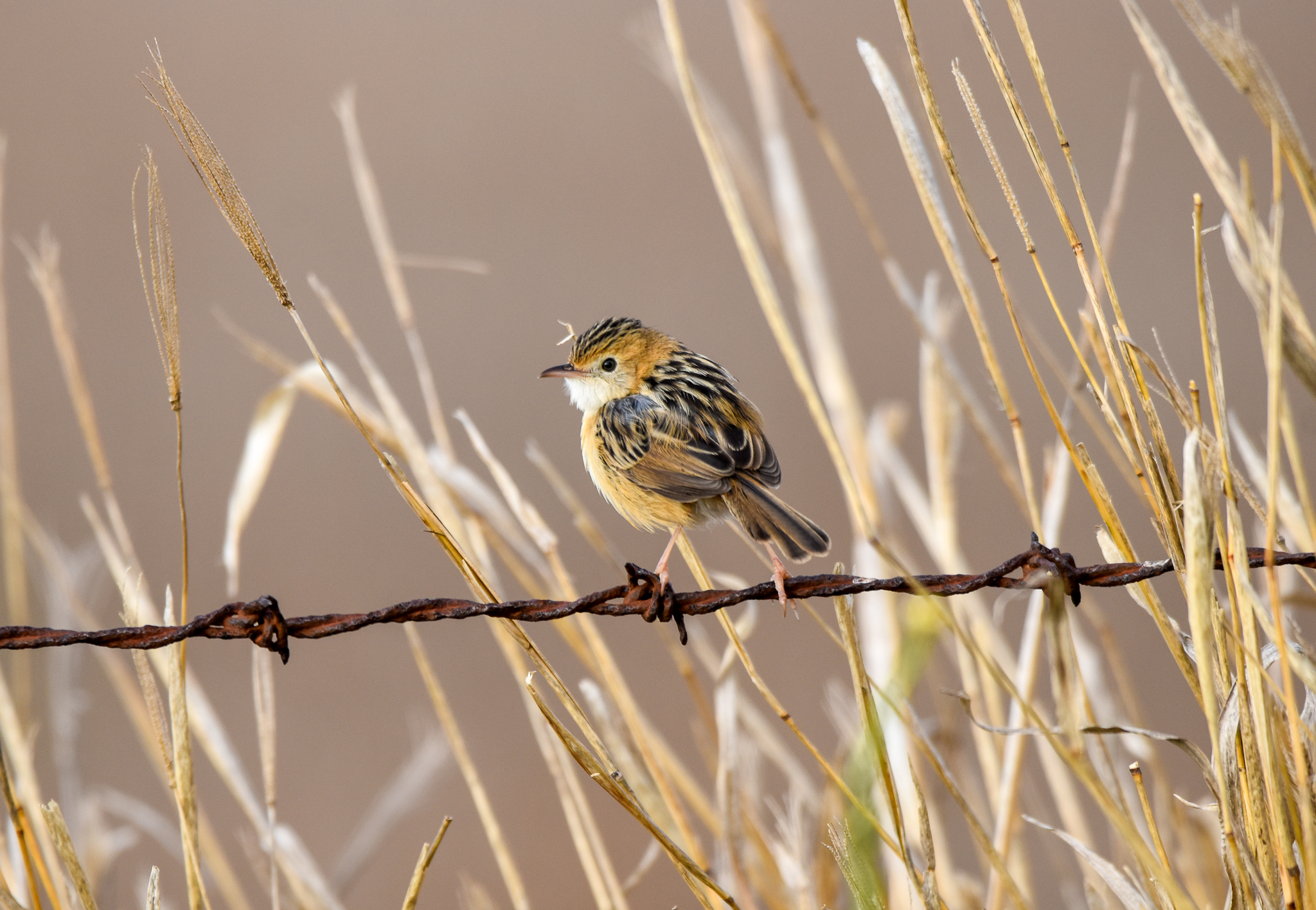 Golden-headed Cisticola
